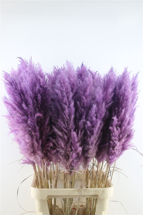 <h4>Cortaderia Super Dark Purple</h4>