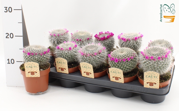 <h4>Mammillaria Hahniana Bloeiend P12</h4>