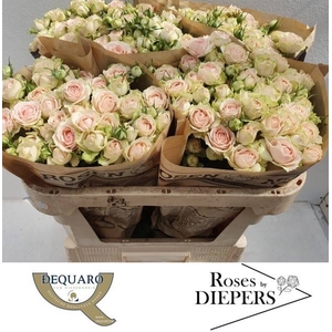 R Tr Sweet Giselle Diepers