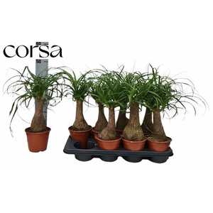 BEAUCARNEA RECUR