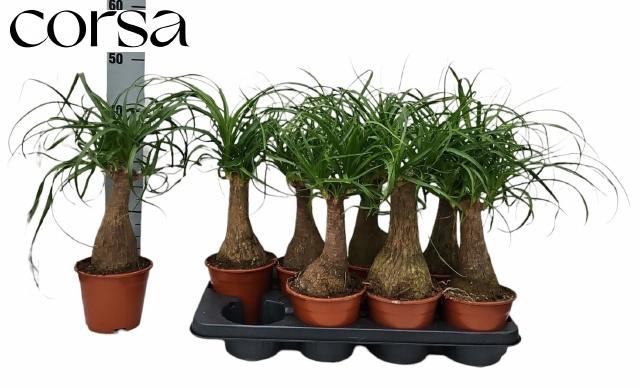 <h4>BEAUCARNEA RECUR</h4>