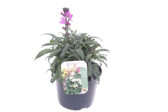 <h4>Erysimum lin. Bowles Mauve</h4>