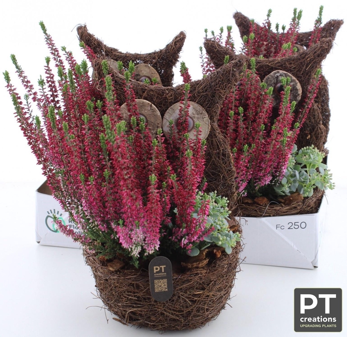<h4>ARR TUINPLANTEN</h4>
