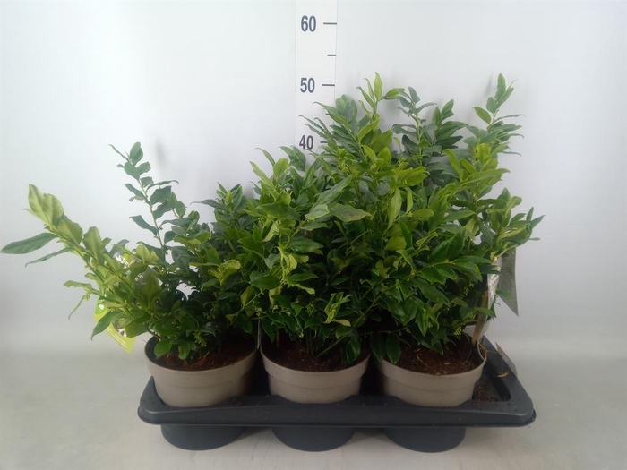 <h4>Sarcococca confusa</h4>