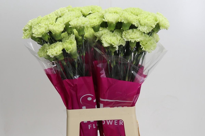 <h4>Dianthus St Goblin</h4>