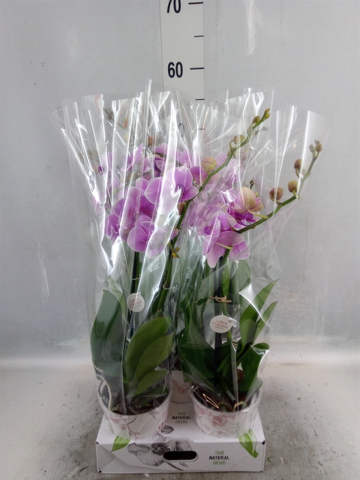 <h4>Phalaenopsis   ...rose</h4>