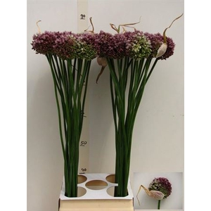 Allium Purpl Mystery