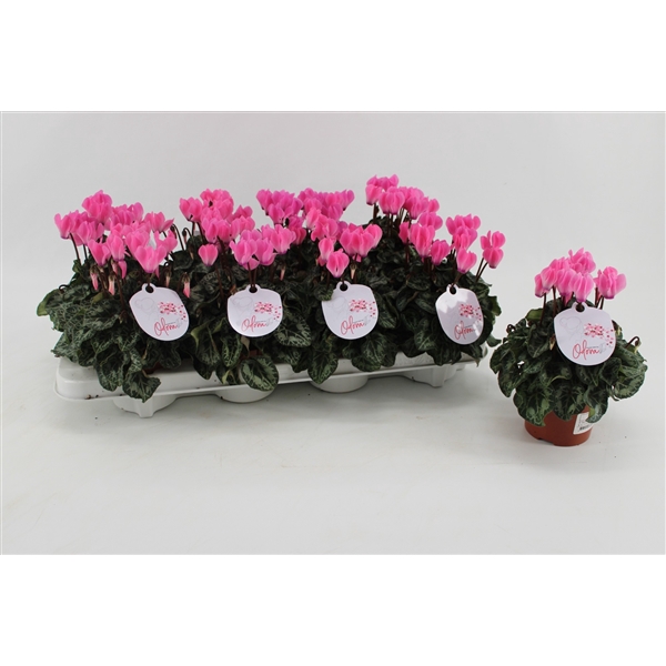<h4>Cyclaam Odora Neon Flamed</h4>
