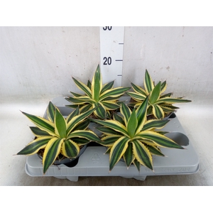Agave lophantha 'Quadricolor'