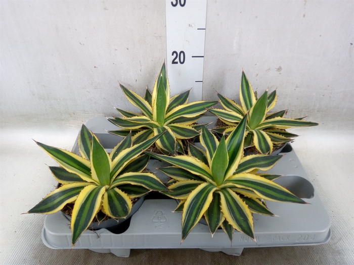 <h4>Agave lophantha 'Quadricolor'</h4>