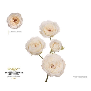 Rosa spray garden princess fairy white