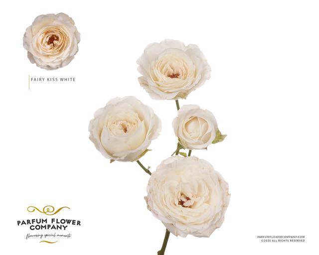 Rosa spray garden princess fairy white