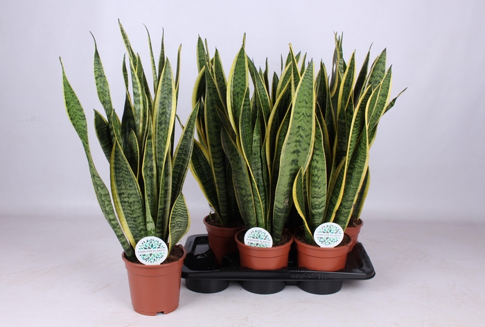 <h4>SANSEV LAURENTII</h4>