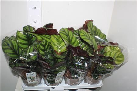 <h4>Calat Fasciata</h4>