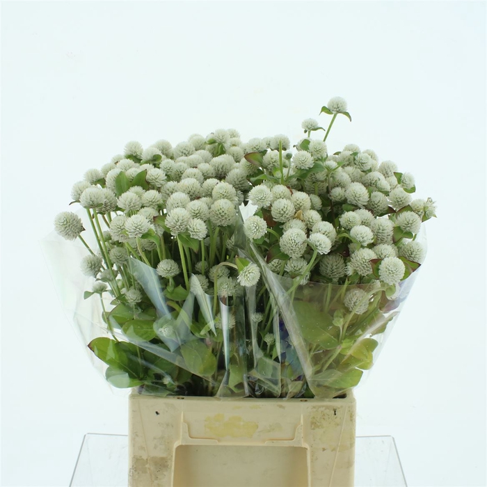 <h4>Gomphrena white</h4>