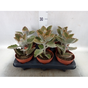 Kalanchoe NF beharensis