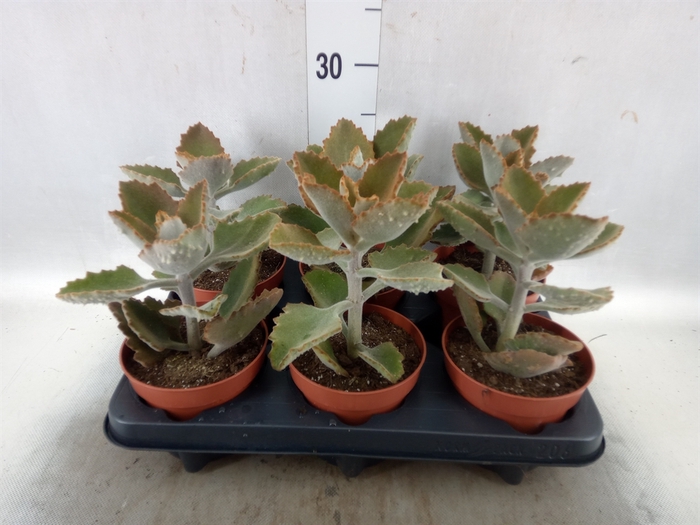 <h4>Kalanchoe NF beharensis</h4>