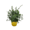 Cytisus overig