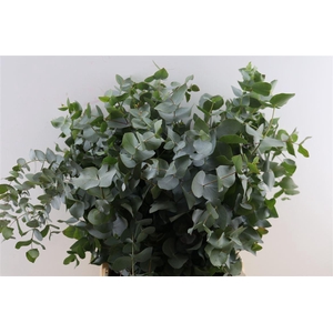 Euca Cinerea 200gr P Bunch