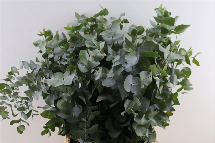 <h4>Euca Cinerea 200gr P Bunch</h4>