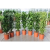 Dracaena