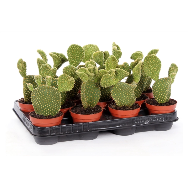 <h4>Opuntia microdasys 8,5 cm</h4>