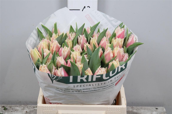 <h4>Tu Fr Bell Song</h4>