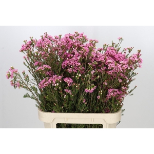 Chamelaucium Sarah's Delight