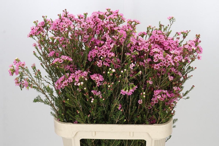 <h4>Chamelaucium Sarah's Delight</h4>