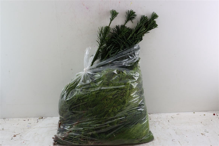 Chamaecyparis Mix Zak