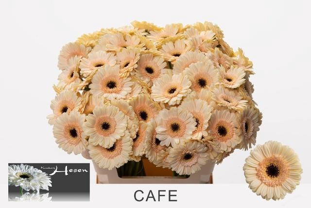 <h4>GE MI CAFE</h4>