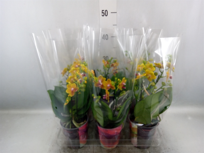 <h4>Phalaenopsis multi.   ...orange</h4>