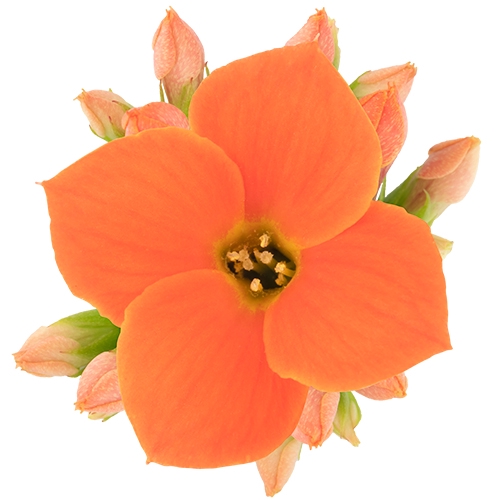 <h4>KALANCHOE BLOSSF P6 ORANJE METAALHOES</h4>