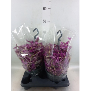 Tradescantia zebr. 'Pink Paradise'