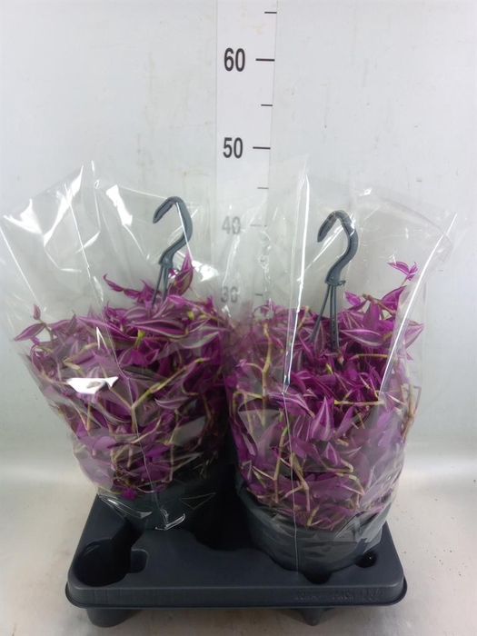 <h4>Tradescantia zebr. 'Pink Paradise'</h4>
