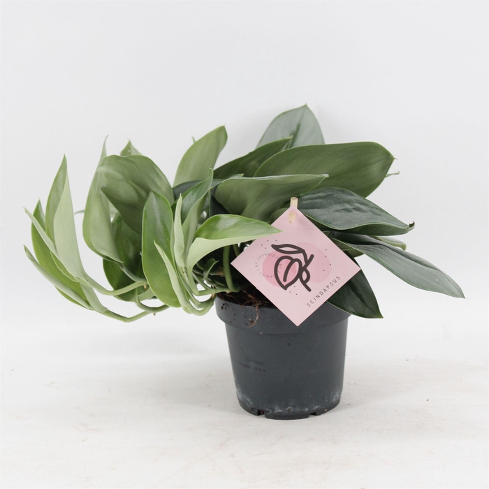<h4>Scindapsus treubii 'Moonlight'</h4>