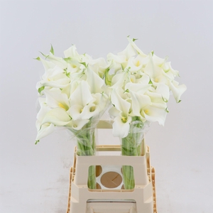 Calla Crystal Clear | Dubbelbloemig