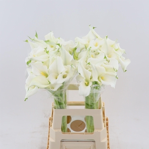 Calla Crystal Clear | Dubbelbloemig