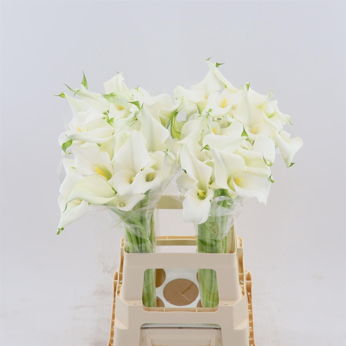 <h4>Calla Crystal Clear | Dubbelbloemig</h4>