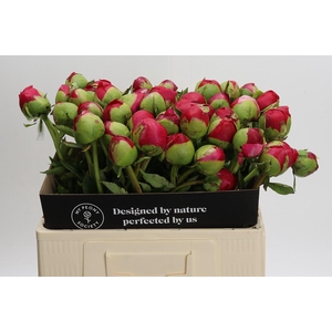 Paeonia Command Performance