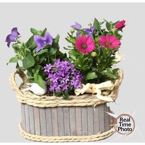 ARR TUINPLANTEN