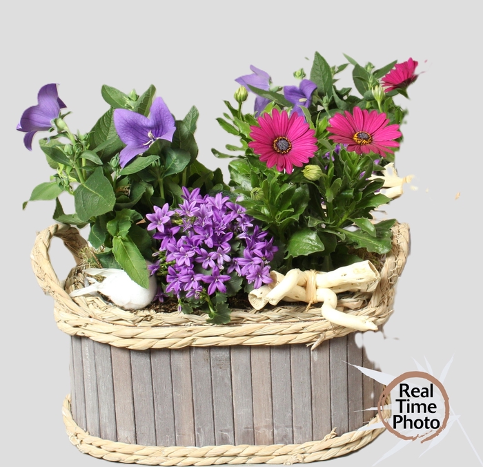 <h4>ARR TUINPLANTEN</h4>
