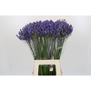 Agapanthus FU 'Atlantic Ocean'
