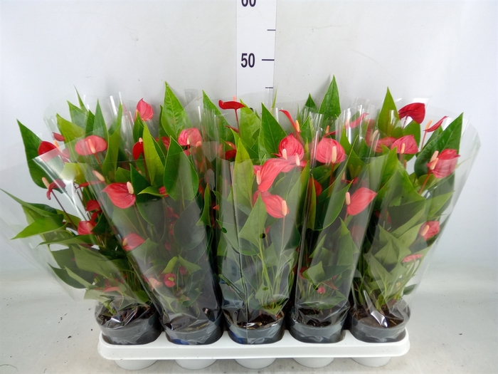 <h4>Anthurium andr. 'Mill Flowers Red'</h4>