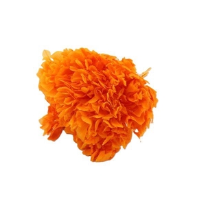 Bunch Hydrangea Pres.