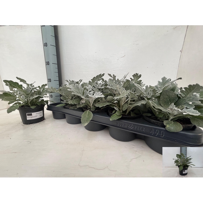 <h4>JACOBAEA MARITIMA</h4>