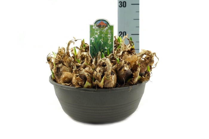 <h4>Leucojum Aestivum Gravetye Giant</h4>