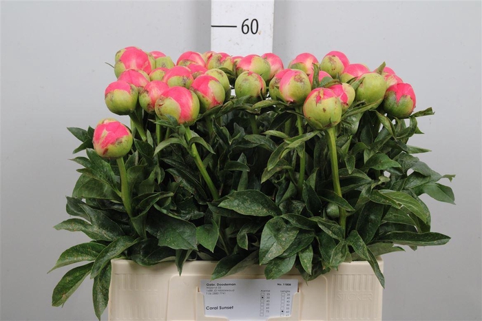 <h4>Paeo Coral Sunset</h4>