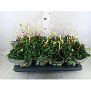 Peperomia caperata 'Lilian'