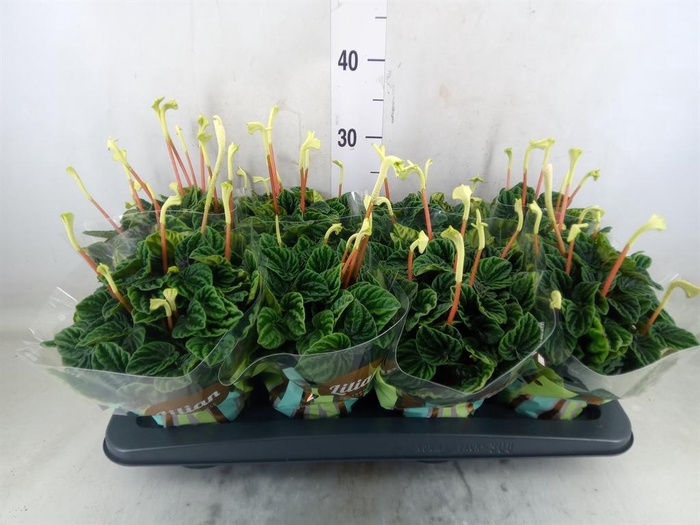 <h4>Peperomia caperata 'Lilian'</h4>
